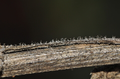 Opopanax hispidus