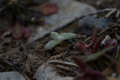 Mimetanthe pilosa