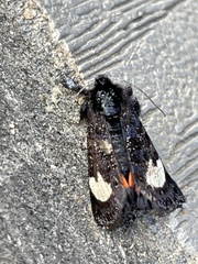 Psychomorpha epimenis