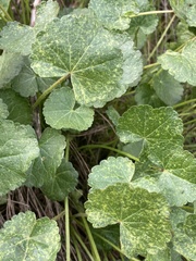 Sidalcea sparsifolia