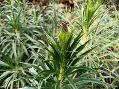 Echium virescens image