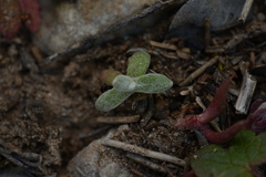 Mimetanthe pilosa