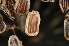 Opopanax hispidus