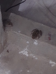 Leptodactylus macrosternum