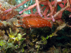 Siphamia elongata