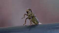 Issus coleoptratus