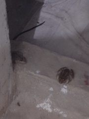 Leptodactylus macrosternum