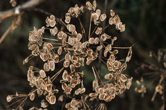 Opopanax hispidus