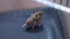 Issus coleoptratus