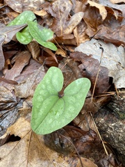 Hexastylis arifolia