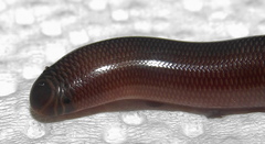 Afrotyphlops bibronii