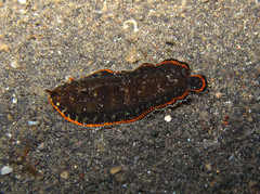 Soleichthys maculosus