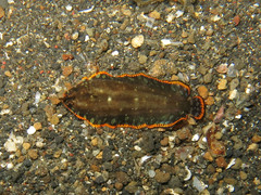 Soleichthys maculosus