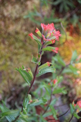 Castilleja hispida