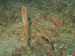 Solenostomus cyanopterus