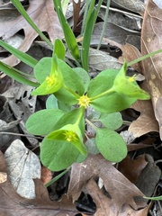 Euphorbia roemeriana