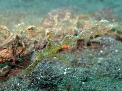 Solenostomus cyanopterus
