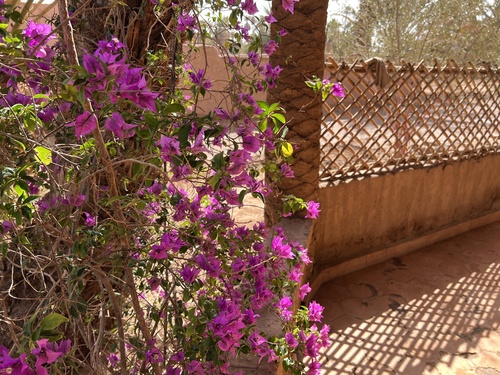 Bougainvillea glabra