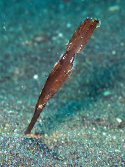 Solenostomus cyanopterus