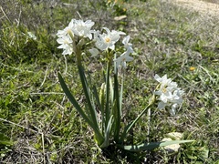 Narcissus papyraceus