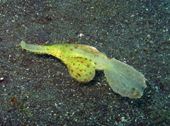 Solenostomus cyanopterus