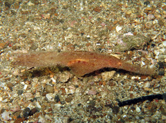 Solenostomus cyanopterus