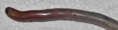 Afrotyphlops bibronii