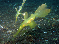 Solenostomus cyanopterus