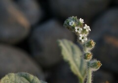 Heliotropium supinum