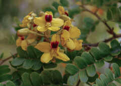 Paubrasilia echinata