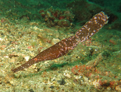 Solenostomus cyanopterus