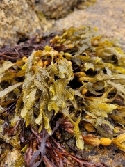 Fucus vesiculosus