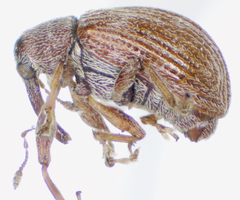 Anthonomus profundus