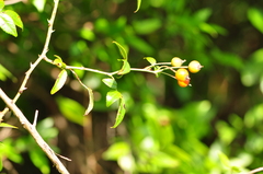 Rosa sempervirens