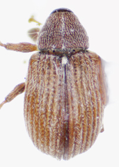 Anthonomus profundus