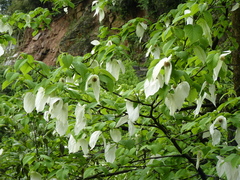 Davidia involucrata