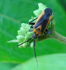 Taedia