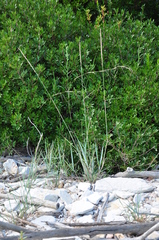 Elymus athericus