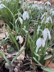 Galanthus nivalis