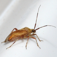 Taedia