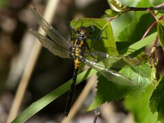 Leucorrhinia dubia