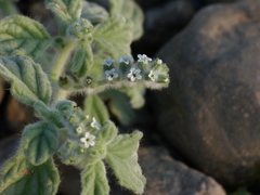 Heliotropium supinum