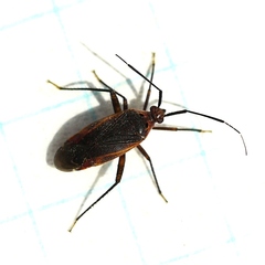 Taedia
