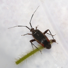 Taedia