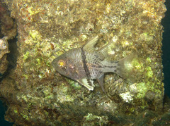 Sphaeramia orbicularis