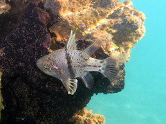 Sphaeramia orbicularis