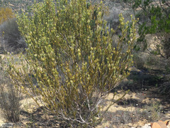 Leucadendron procerum