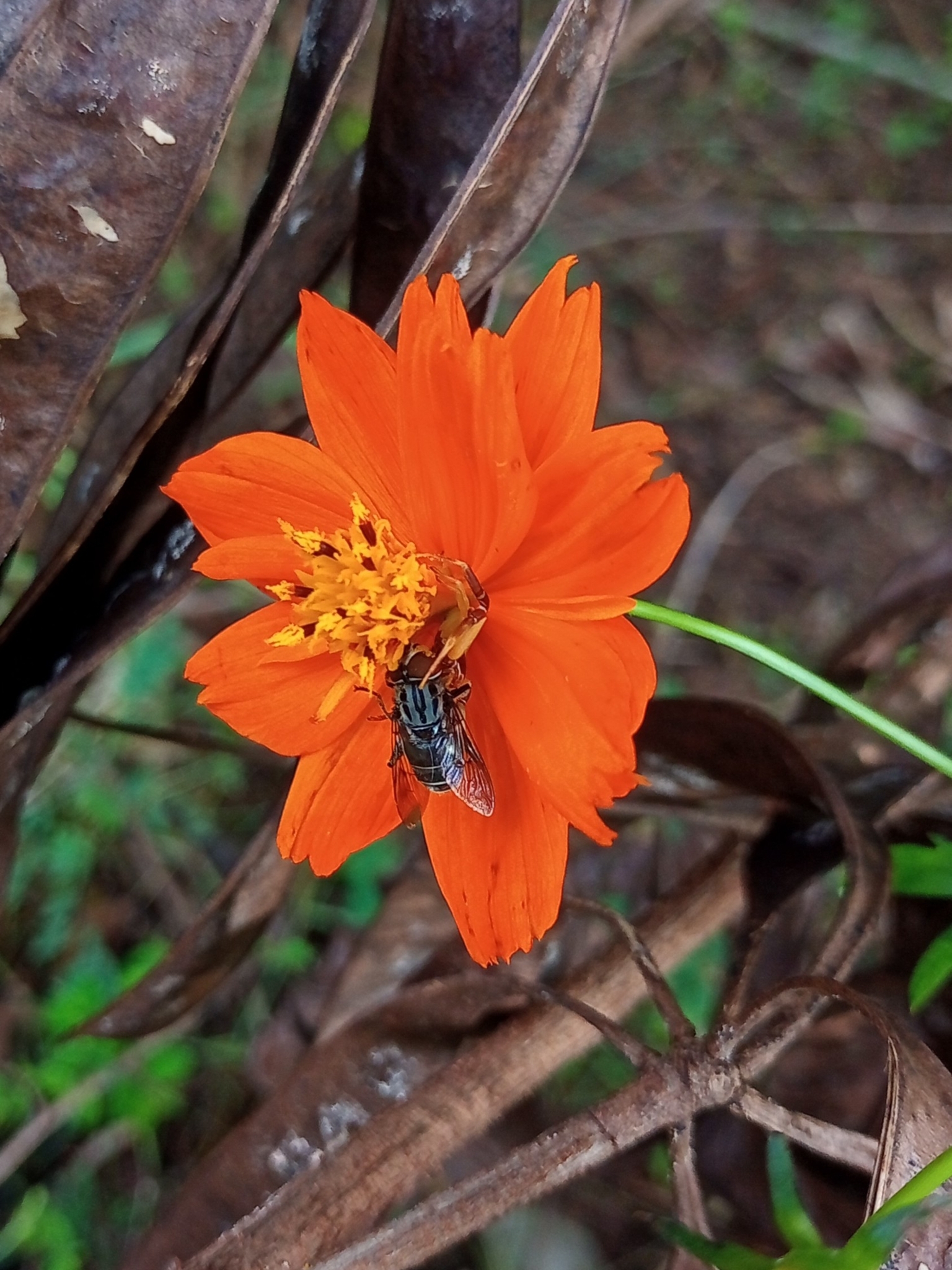Cosmos sulphureus