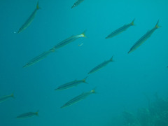 Sphyraena flavicauda