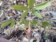 Aesculus pavia